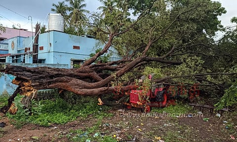 மரம் விழுந்ததில் டிராக்டர் சேதம்