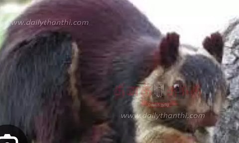 திருச்சிக்கு கடத்தி வரப்பட்ட அரியவகை அணில்கள்