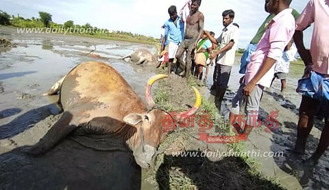 மின்சாரம் தாக்கி 2 உழவுமாடுகள் பலியான பரிதாபம்