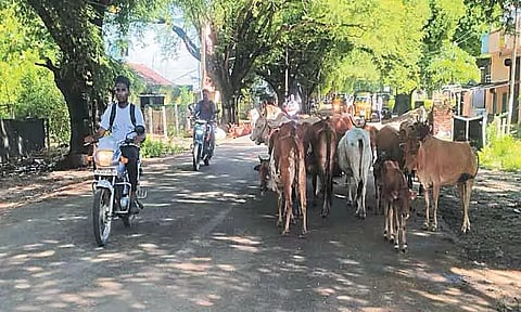 போக்குவரத்துக்கு இடையூறாக சாலையில் சுற்றி திரியும் கால்நடைகள்; பிடித்து அகற்ற வாகன ஓட்டிகள் கோரிக்கை