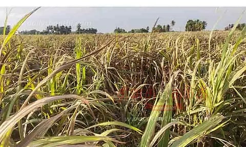 திருமானூர் பகுதியில் நோயால் காய்ந்து வரும் கரும்பு தோகைகள்