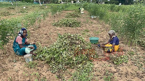 வேப்பனப்பள்ளி பகுதியில்நிலக்கடலை அறுவடை பணி தீவிரம்