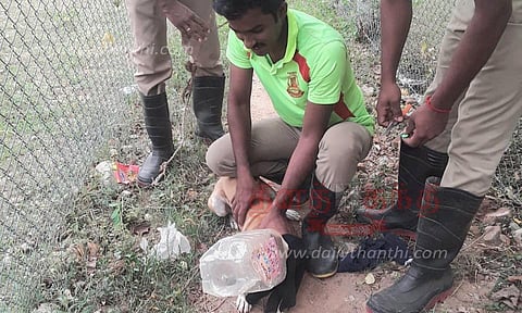 நாய்குட்டியின் தலையில் சிக்கிய பிளாஸ்டிக் பாட்டில்