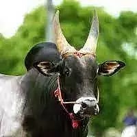 அந்தியூர் கால்நடை சந்தையில் கொங்கு காளை மாடு ஜோடி ரூ.1¾ லட்சத்துக்கு விற்பனை