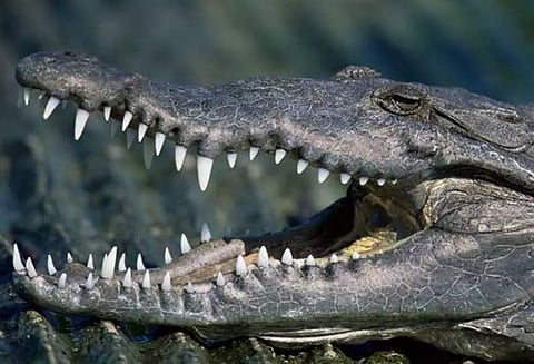 தலை துண்டித்த நிலையில் தண்டவாளத்தில் பிணமாக கிடந்த முதலை