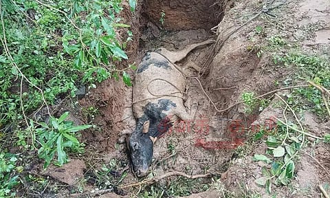 சகதியில் சிக்கி தவித்த மாடு மீட்பு