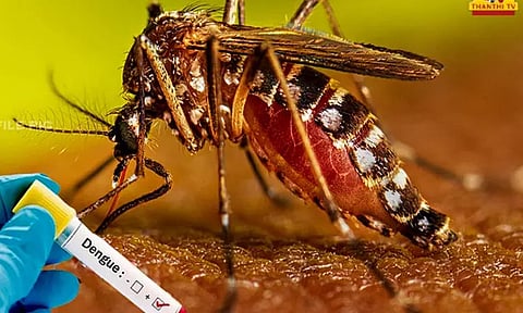 கும்பகோணத்தில் 13 பேருக்கு டெங்கு காய்ச்சல் உறுதி