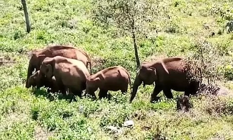 2 குட்டிகளுடன் காட்டு யானைகள் முகாம்