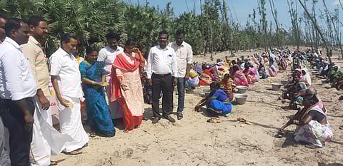 பனை விதைகள் விதைக்கும் பணி