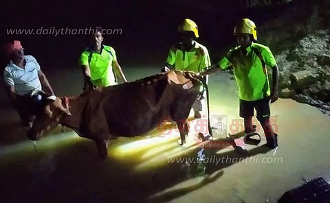 குட்டையில் தவறி விழுந்த பசுமாடு