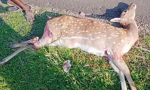 வாகனம் மோதி புள்ளிமான் சாவு