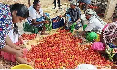 உச்சத்தில் இருந்து வீதிக்கு வந்த தக்காளி