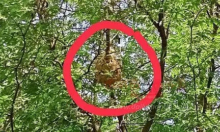 பொதுமக்களை அச்சுறுத்தும் விஷவண்டுகள்