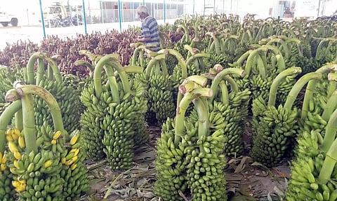 வாழைத்தார் வரத்து குறைவு