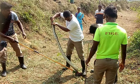 100 நாள் வேலையின்போது 7 அடி நீள மலைப்பாம்பு பிடிபட்டது