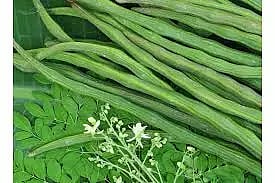 மழையால் முருங்கைக்காய் விலை உயர்வு- மதுரையில் கிலோ ரூ.60-க்கு விற்பனை