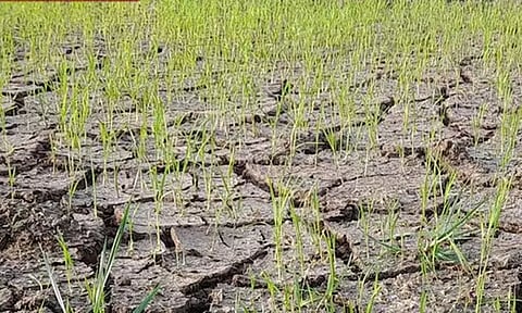 திருவாரூர் மாவட்டத்தில் 610 ஏக்கர் குறுவை நெல் பயிர்கள் பாதிப்பு - வேளாண்துறை அறிக்கை தாக்கல்