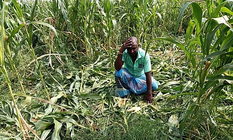 மக்காச்சோள வயலில் காட்டுப்பன்றிகள் புகுந்து அட்டகாசம்