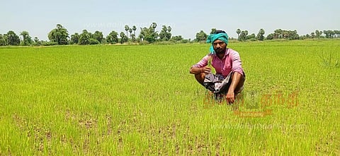 தண்ணீர் இன்றி 5 ஆயிரம் ஏக்கர் நெற்பயிர்கள் கருகும் அபாயம்