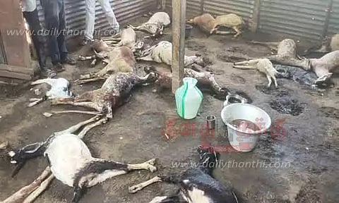 யூரியா கலந்த தண்ணீரை குடித்த 30 ஆடுகள் சாவு கிராம மக்கள் சாலைமறியல்