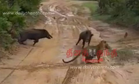 பவானிசாகர் வனப்பகுதியில் குட்டியை தூக்கிச்சென்றதால்சிறுத்தைப்புலியை துரத்திய காட்டுப்பன்றிகள்- சுற்றுலா பயணிகள் அதிர்ச்சி