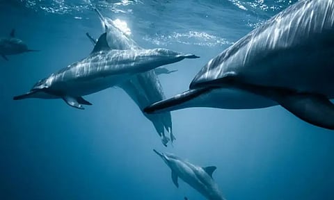 உத்தரபிரதேசத்தின் மாநில நீர்வாழ் விலங்கு டால்பின்- யோகி ஆதித்யநாத் அறிவிப்பு