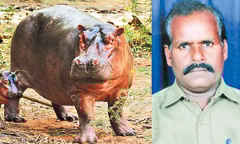 வண்டலூர் உயிரியல் பூங்காவில் நீர்யானை தாக்கியதில் ஊழியர் படுகாயம் - ஆஸ்பத்திரியில் தீவிர சிகிச்சை