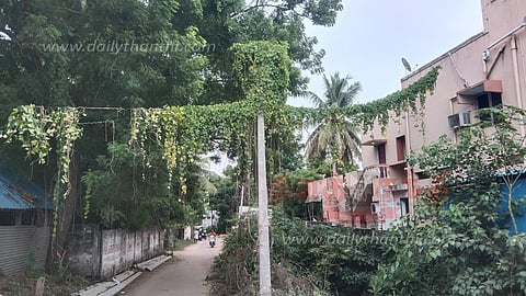 மின்கம்பியை சூழ்ந்துள்ள கொடிகளை அகற்ற வேண்டும்