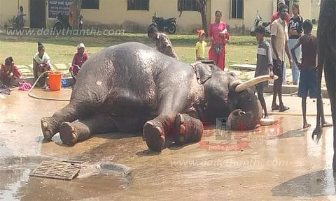 தசரா யானைகளின் உடல் எடை 400 கிலோ வரை அதிகரிப்பு வனத்துறை அதிகாரி தகவல்