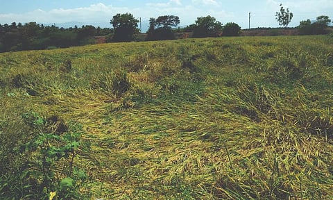 அறுவடைக்கு தயாராகும் நெற்பயிர்கள்