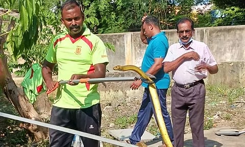 தண்ணீர் தொட்டிகளுக்குள் பதுங்கிய பாம்புகள்; வனத்துறையினர் லாவகமாக பிடித்தனர்