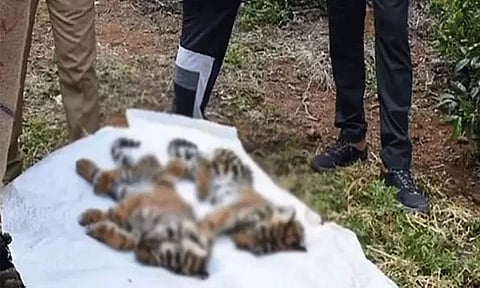 நீலகிரியில் 10 புலிகள் உயிரிழந்தது தொடர்பாக தேசிய புலிகள் ஆணையம் அறிக்கை