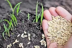 விவசாயிகளுக்கு மானிய விலையில் பாரம்பரிய நெல் விதைகள்