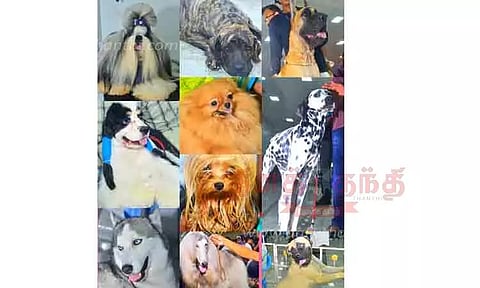 தமுக்கம் மைதானத்தில் நாய் கண்காட்சி- ஆர்வத்துடன் பார்வையிட்ட மக்கள்