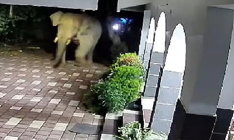 குடியிருப்புக்குள் புகுந்து காட்டு யானைகள் அட்டகாசம்