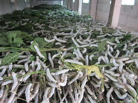 பூச்சி தாக்குதலால் பட்டுக்கூடு விலை குறைவு: விவசாயிகள் கவலை