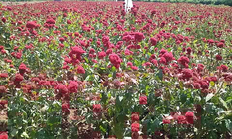 நெகமத்தில் கோழிக்கொண்டை பூ சாகுபடி அதிகரிப்பு