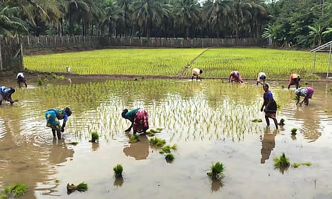 நஞ்சை சம்பா நெல் நாற்றுநடவு பணிகள் தொடக்கம்
