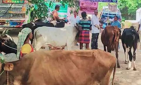 கால்நடை சுகாதாரம் குறித்த விழிப்புணர்வு முகாம்