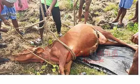 கிணற்றில் தவறி விழுந்த பசு உயிருடன் மீட்பு