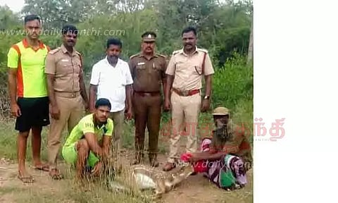 கிணற்றில் விழுந்த மான் உயிருடன் மீட்பு