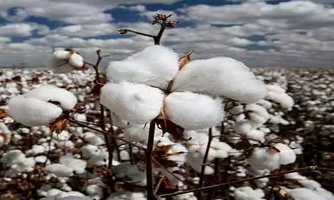 சத்தியமங்கலத்தில் ரூ.8 லட்சத்துக்கு பருத்தி ஏலம்