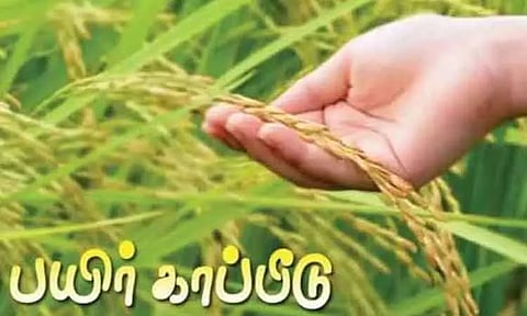 விவசாயிகள் சம்பா நெல் பயிருக்கு காப்பீடு செய்து கொள்ளலாம் - திருவள்ளூர் மாவட்ட கலெக்டர்