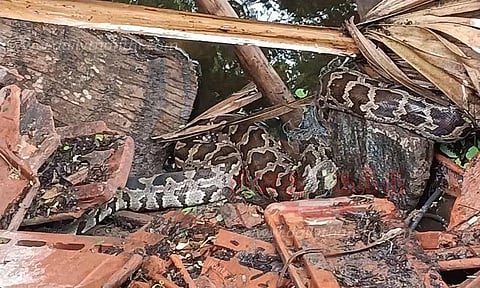 கோழிகளை விழுங்கிய மலைப்பாம்பு பிடிபட்டது