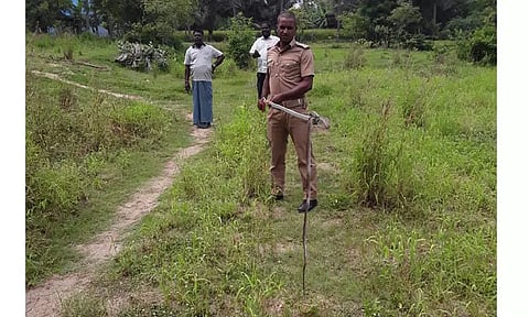 4 அடி நீள நல்லபாம்பு பிடிபட்டது
