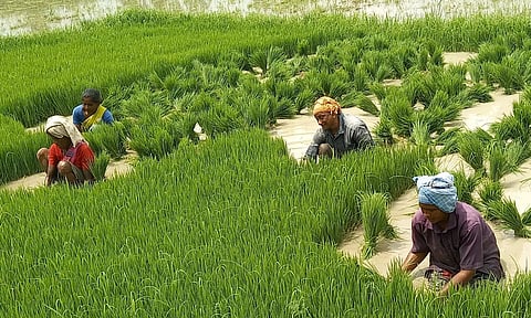 நாற்று பறிக்கும் பணிகள் மும்முரம்