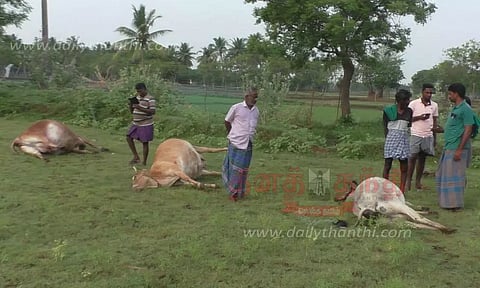மின்சாரம் பாய்ந்து 3 மாடுகள் சாவு