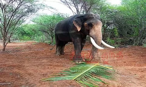 பவானிசாகர் அருகே அட்டகாசம் செய்யும் காட்டு யானையை பிடிக்க கும்கி யானை வரவழைப்பு