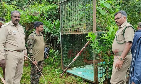 கரடியை பிடிக்க கூண்டு வைப்பு