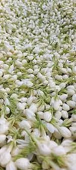 பூக்கள் விலை உயர்வு